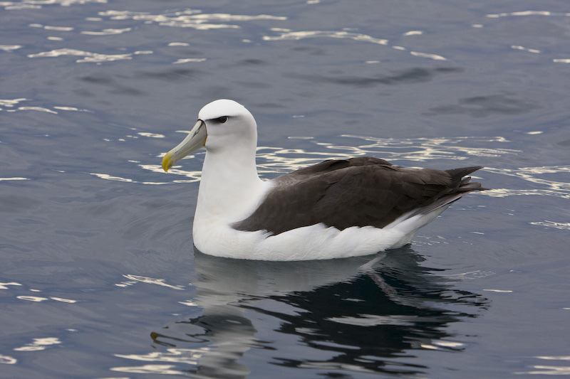 Shy Albatross